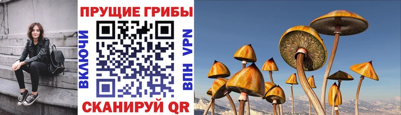 где найти наркотики  Обнинск  дарк нет наркотические препараты  Псилоцибиновые грибы мухоморы 